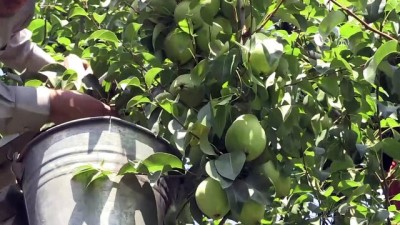 kooperatif - 'Armutta Rusya ve Avrupa'ya önemli ihracatlar gerçekleşecek' - BURSA  Videosu