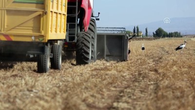 ekolojik - Çiftçi için hasat, leylekler için av zamanı - DİYARBAKIR  Videosu
