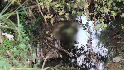 osmanpasa - Derede erkek cesedi bulundu - YALOVA Videosu