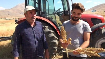 bebek -  Elbistan’da ‘astronot gıdası’ kinoanın ilk hasadı yapıldı  Videosu