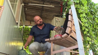 hayata donus - Kedi Hürrem tedavi edildiği taksi durağının maskotu oldu - İZMİR  Videosu