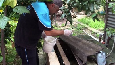 hastalik -  Kocaeli'de Asya kaplan sivrisineği alarmı  Videosu