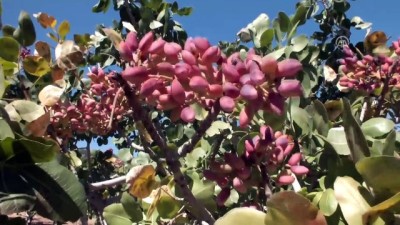 asad - Mersin'de Antep fıstığı hasadı başladı Videosu