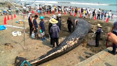 balina -  - Ölü Dev Mavi Balina Japonya Sahillerine Vurdu  Videosu