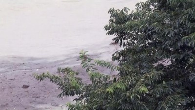 felaket - Selin denize sürüklediği fındık ağaçları - ORDU Videosu