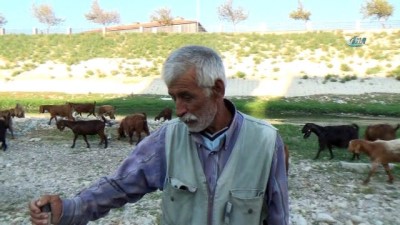 aritma tesisi -  Suyu çekilen Asi Nehri küçükbaş hayvanların mekanı oldu  Videosu