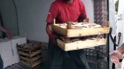 alamut - Balıkçılar sezon başlangıcından memnun - DÜZCE  Videosu