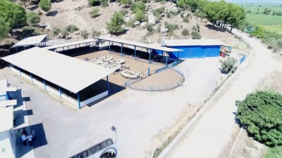  Kamunun tek Sakız Koyunu çiftliğinde işler yolunda gidiyor 