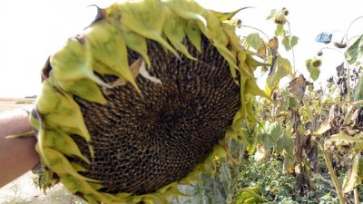  Kırkağaç ay çekirdeği, Çin ay çekirdeğine karşı 