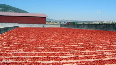 universite ogrencisi - Okul harçlığını 'acı'dan çıkarıyor - GAZİANTEP  Videosu
