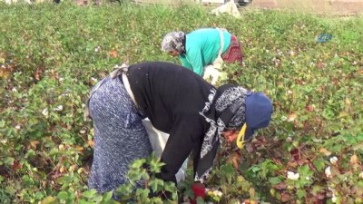  - Siverek’te pamuk hasadına başlandı 