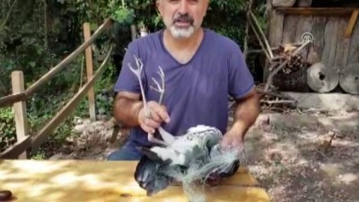 Tırıvırıya dolanan balıkçıl vatandaşların yardımıyla kurtarıldı - ORDU 
