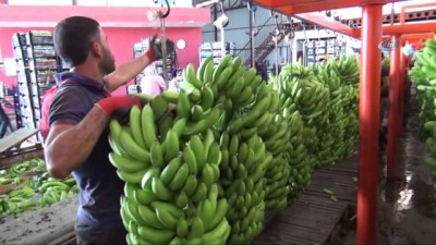  Türkiye’nin 400 bin ton Muz açığını Silifke kapatacak 