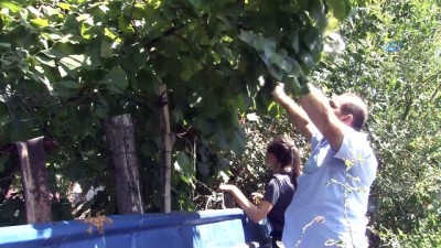 findik hasadi -  'Van’da olmaz' dediler 5 yıl önce diktiği ağaçtan fındık hasadına başladı  Videosu