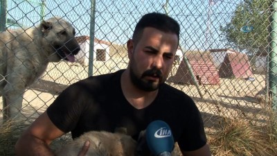 toplumsal olaylar -  Yerli ve milli koruma köpeği 'Kangal'  Videosu