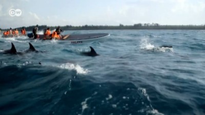 yunuslar - Yunusların da hakları var Videosu