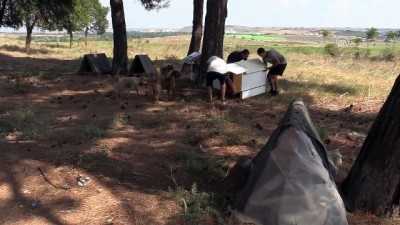 karne hediyesi - Atık malzemeler sokak hayvanlarına yuva oluyor - EDİRNE  Videosu