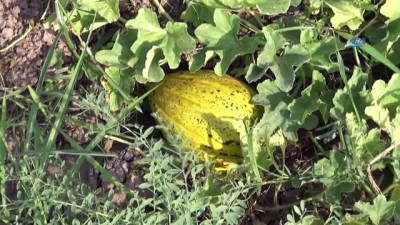 organik tarim -  Iğdır Ovası’nda bal küpü hasadı  Videosu