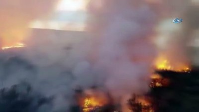  - Ölü Deniz’de Korkutan Yangın, 125 Dönüm Orman Kül Oldu