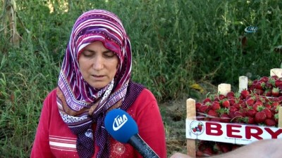 salar -  Yediveren çileği çiftçinin yüzünü güldürdü  Videosu
