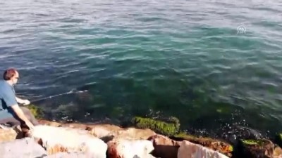 amator balikci - Amatör balıkçının oltasına iğneli vatoz takıldı - KOCAELİ  Videosu