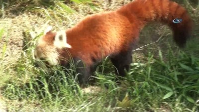 hayvanat bahcesi -  Bursa Hayvanat Bahçesi'nin yeni misafiri kırmızı pandalar  Videosu