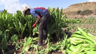 sonbahar - Çelikhan tütününde yoğun mesai - ADIYAMAN  Videosu