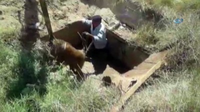  Çukura düşen düve ve sahibi kurtarıldı