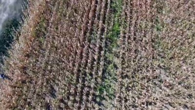 akkale - Firari hükümlü 'drone' yardımıyla yakalandı - ÇANAKKALE Videosu