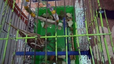  İslahiye'de bir evin bahçesinde yaralı İran balıkçıl kuşu bulundu