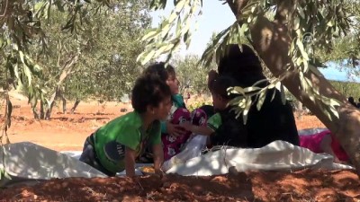 zeytin agaci - (TEKRAR) İdlibliler için son çare Avrupa'ya göç (3) - İDLİB  Videosu