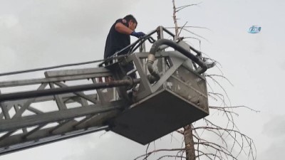  Ağaçta asılı kalan kargayı itfaiye kurtardı 