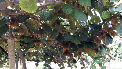 20 bin ton kivi beklentisi - YALOVA 