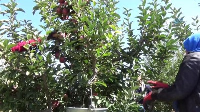 sparta -  Karaman’da elma hasadı başladı  Videosu