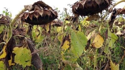 akkale - 'Yabancı otla mücadelede tarım ilaçları son çare olmalı' - EDİRNE  Videosu