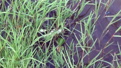 olu balik -  İnegöl Akçasu Deresi'nde balık ölümleri Videosu