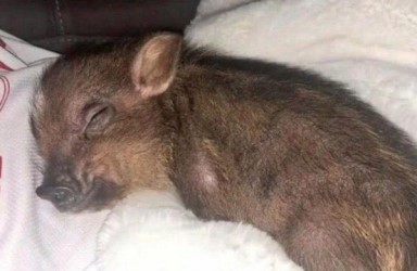 Ariana Grande bir domuz yavrusu sahiplendi