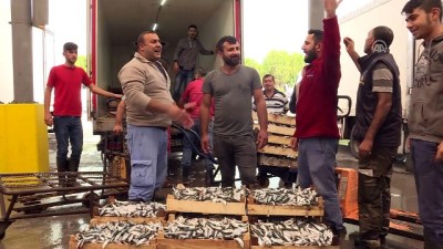 girgir - Ege'de sardalya bereketi - İZMİR  Videosu