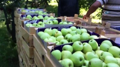 soguk hava deposu -  ‘Elmanın Başkenti’ Eğirdir’de 300 bin ton üzeri rekolte beklentisi Videosu