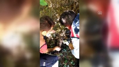 Tellere takılan yavru köpek kurtarıldı - ZONGULDAK