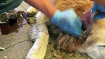 tedavi sureci -  Yaralı köpeğe esnaf sahip çıktı, veteriner tedavisini yaptı  Videosu