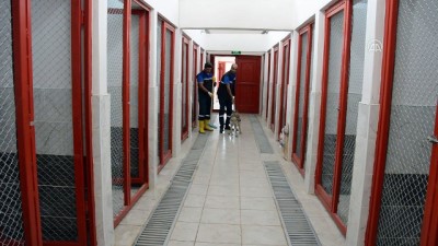 Aç kalan iki kurt yavrusu tedavi altına alındı - AĞRI