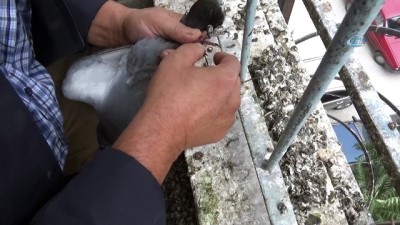  Ayağı ipe takılan güvercinin yardımına koştu