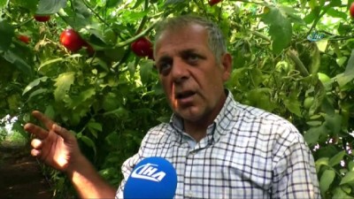  Domatesin serada 4-5 liraya kadar yükselmesi bekleniyor 