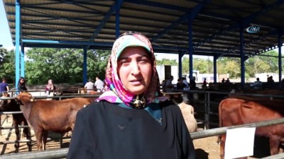 issiz gencler -  Erzincan'da genç çiftçilere büyükbaş hayvan dağıtımı yapıldı  Videosu