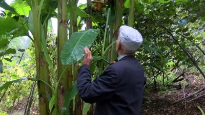 tarim urunu -  Karadeniz'de muz yetiştirdi  Videosu