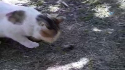  Kedi fareyle böyle oynadı 