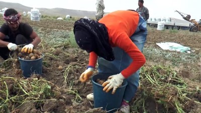 7 çeşit yerli patates üretildi - SİVAS 