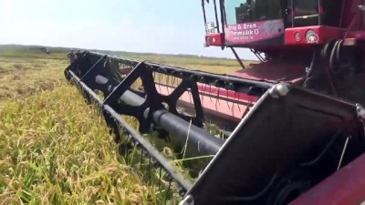 Çeltik üreticisi kurutma mesaisine başladı - EDİRNE