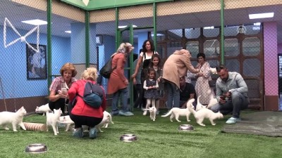 hayvan sevgisi - 'Her evde bir Van Kedisi' kampanyasına ilgi artıyor - VAN  Videosu